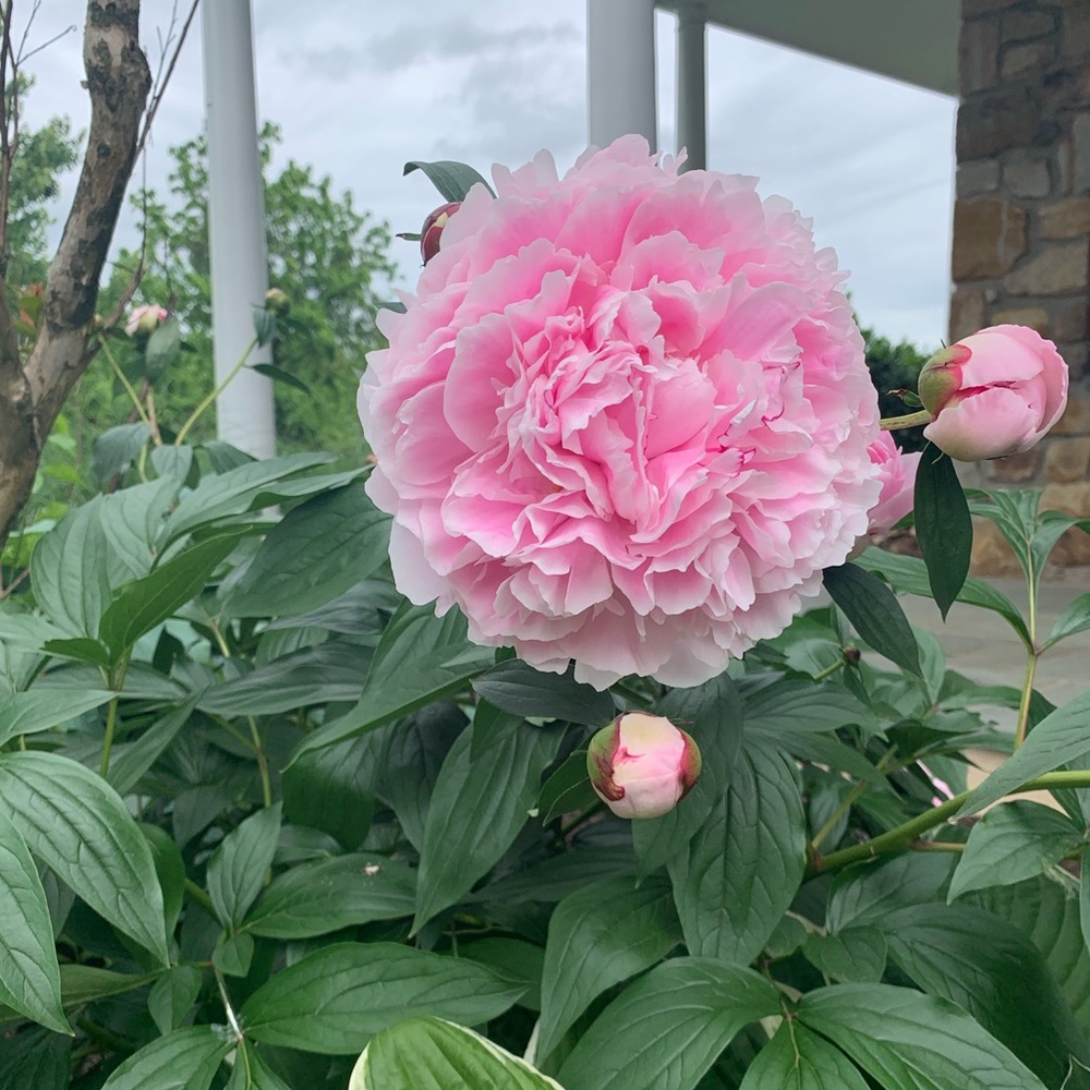 Meet your Posher, Rachel